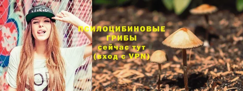 где найти   Электроугли  Псилоцибиновые грибы Magic Shrooms 